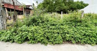 Bán lô đất đẹp 5x27m, hướng nam, đường bê tông 4m ô tô thông