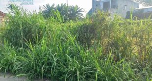 Bán lô đất đẹp 5x29,5m (147m2) mặt tiền hẻm 5m Ô tô thông, Nghĩa Dũng