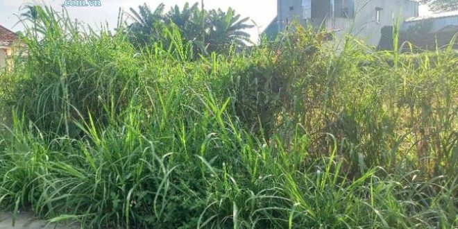 Bán lô đất đẹp 5x29,5m (147m2) mặt tiền hẻm 5m Ô tô thông, Nghĩa Dũng
