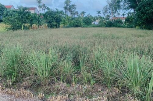 Bán vườn 1022m2 (có 200m2 đất ở, đường ô tô thông, Nghĩa Dõng, tp Quảng Ngãi