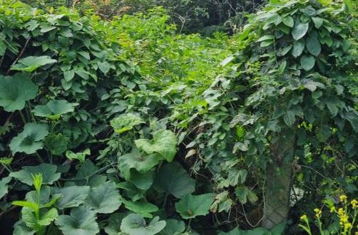 Bán vườn 660m2 (15x40)m, đường ô tô thông, Nghĩa Dũng, Tp Quảng Ngãi