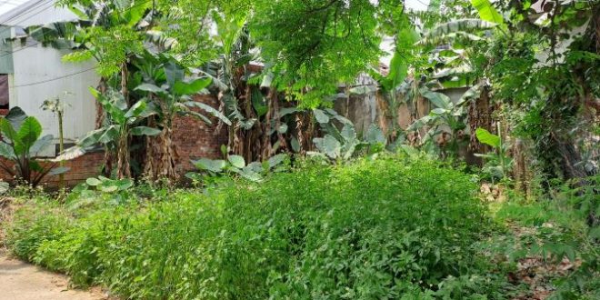 ???? Đất sát mặt tiền Nguyễn Trãi cho Vợ chồng có nhu cầu An cư lâu dài