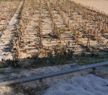 Bán thửa đất quy hoạch đất ở. Mặt đường 12m, trục chính đảo Lý Sơn, Quảng Ngãi