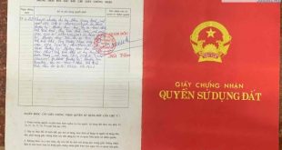 Bán Đất Lâm Nghiệp Và Cây Rừng Xã Hành Dũng, Huyện Nghĩa Hành, Tỉnh Quảng Ngãi.