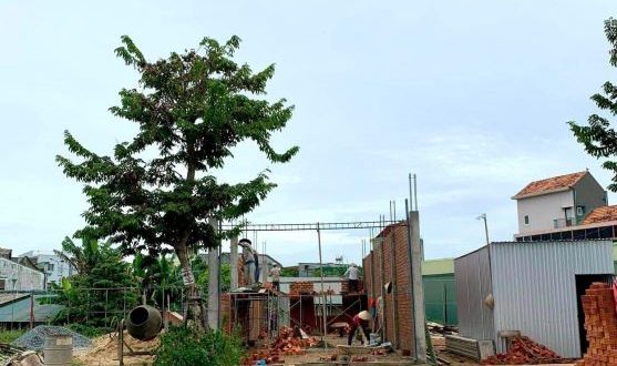 Đất nền Phố Chợ Hàng Rượu (5x18m) giá 1 tỷ 367 triệu. Đường 12m