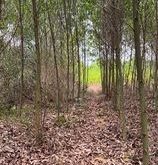 bán gấp 2000m2 đất cách biển phước hải 2km quảng ngãi bình sơn