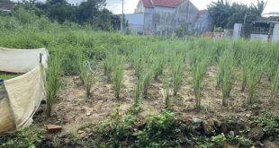 Chủ gửi bán lô đất Tịnh An, ngang 6 m, giá rẻ