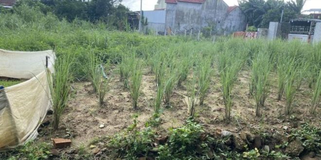 Chủ gửi bán lô đất Tịnh An, ngang 6 m, giá rẻ