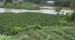 Bán đất vườn 915m2 có 300m2 thổ cư View Sông Tịnh Hoà Tp.Quảng Ngãi chỉ 1 triệu/m2