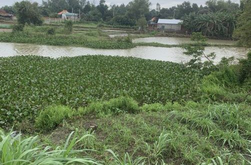 Bán đất vườn 915m2 có 300m2 thổ cư View Sông Tịnh Hoà Tp.Quảng Ngãi chỉ 1 triệu/m2