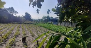 Đất Đường Bê Tông 5m Gần KCN Tịnh Phong Chỉ 7xx Triệu