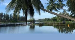 Bán đất vườn Tịnh Khê, view sông Kinh Giang 294m2, ngang 10.8m