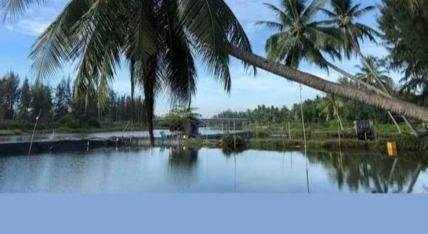 Bán đất vườn Tịnh Khê, view sông Kinh Giang 294m2, ngang 10.8m