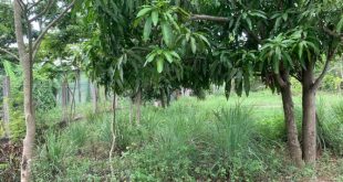 Bán lô đất Nghĩa Thương Diện tích 205m2 Full đất ở - Cách đường Nguyễn nghiêm chỉ 50m