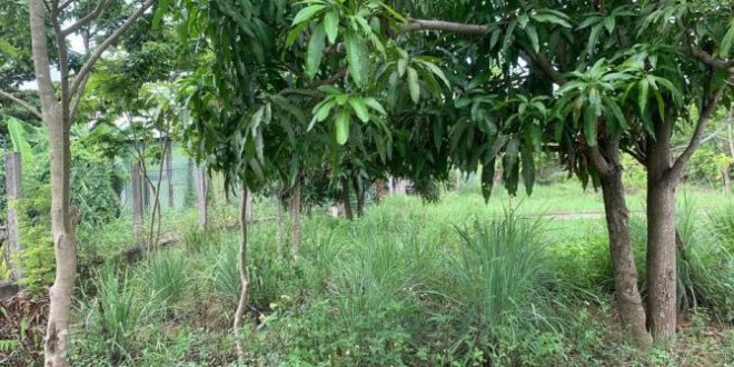 Bán lô đất Nghĩa Thương Diện tích 205m2 Full đất ở - Cách đường Nguyễn nghiêm chỉ 50m